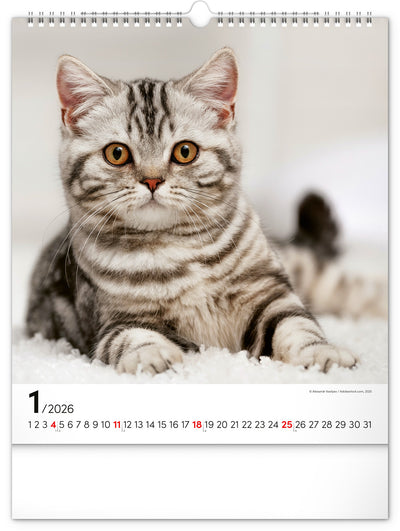 Nástěnný kalendář Kočky 2026, 30 x 34 cm