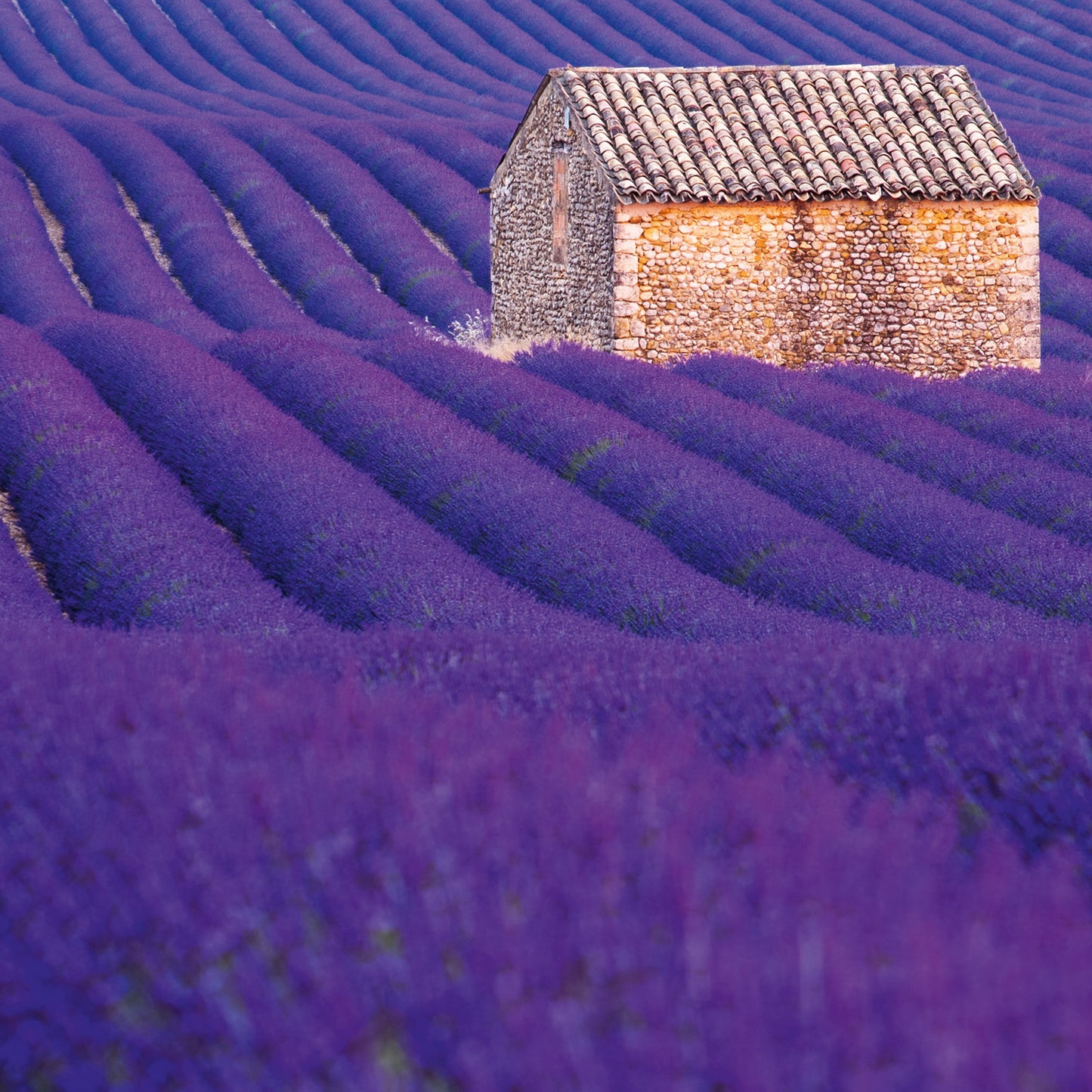 Poznámkový kalendář Provence 2026, 30 x 30 cm