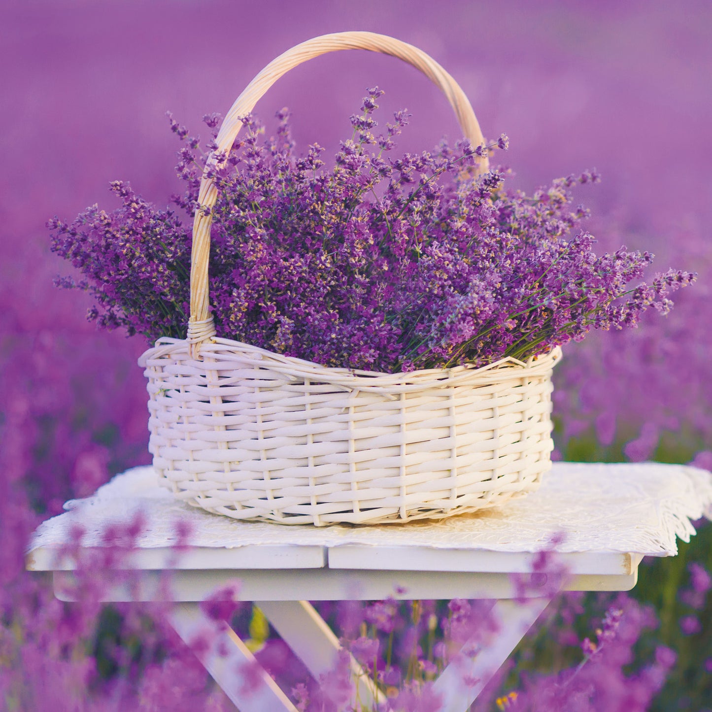 Poznámkový kalendář Provence 2026, 30 x 30 cm