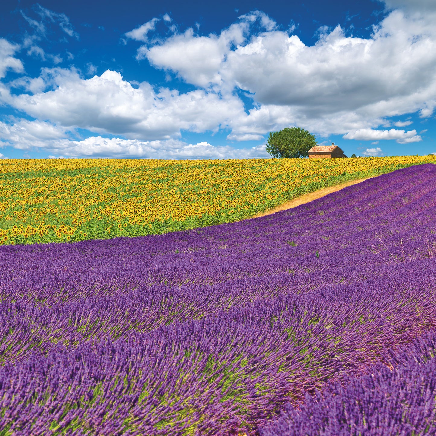 Poznámkový kalendář Provence 2026, 30 x 30 cm