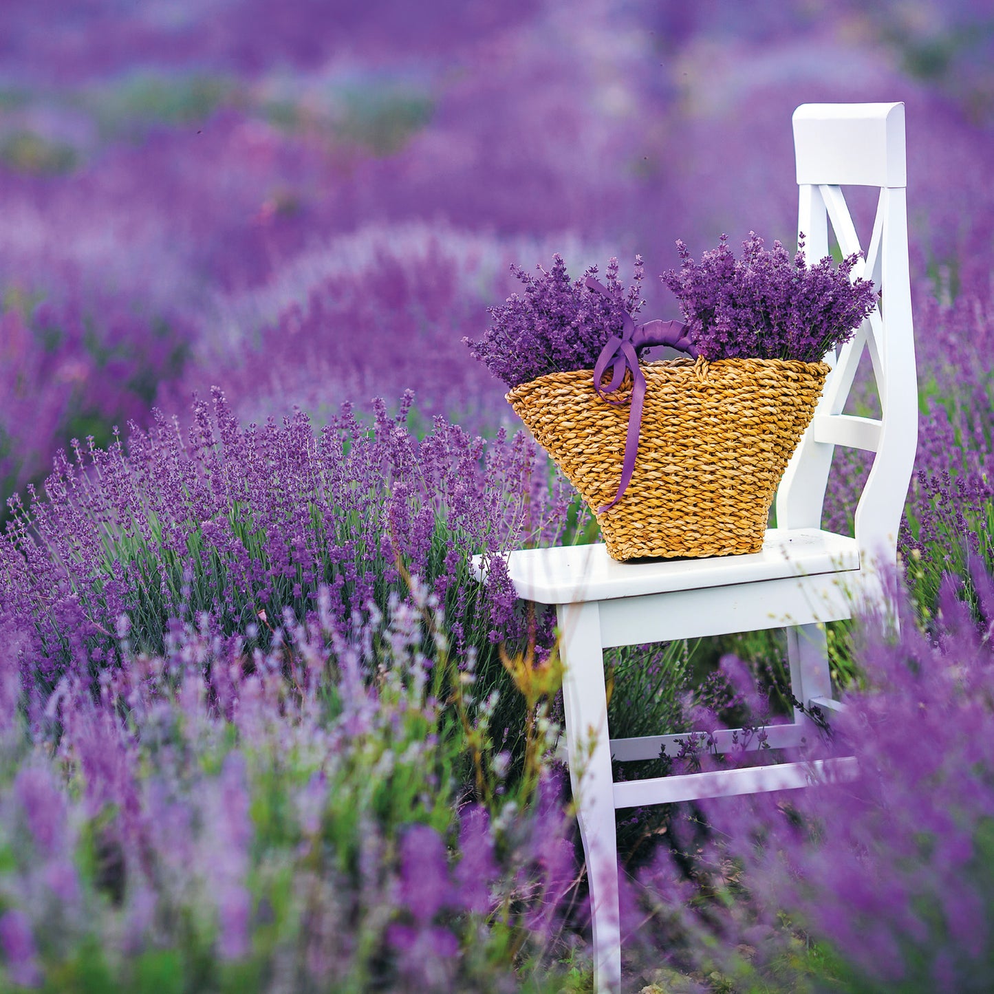 Poznámkový kalendář Provence 2026, 30 x 30 cm