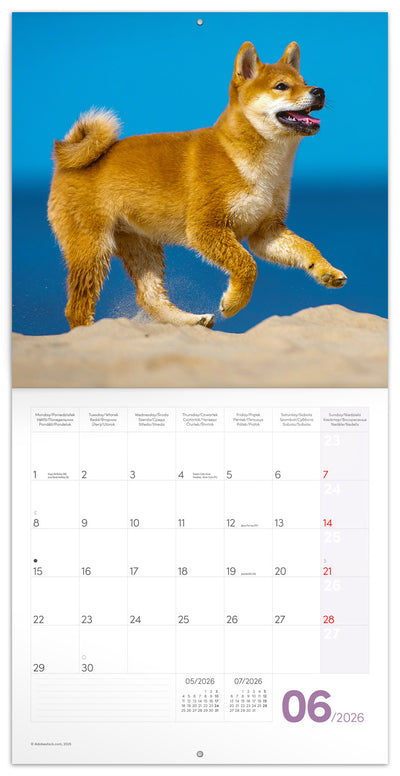 Poznámkový kalendář Štěňata 2026, 30 x 30 cm