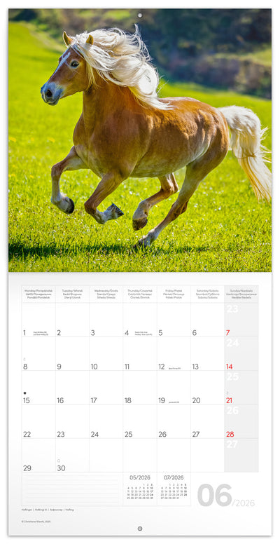 Poznámkový kalendář Koně – Christiane Slawik 2026, 30 x 30 cm