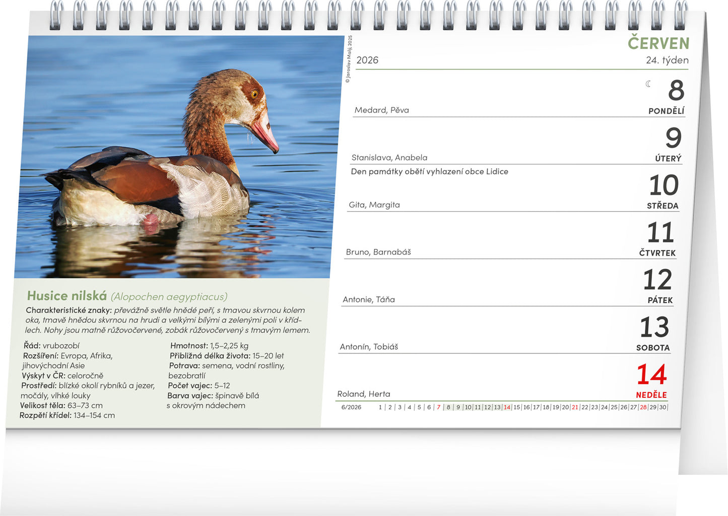 Stolní kalendář České ptactvo 2026, 23,1 x 14,5 cm