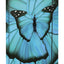 Školní set Ergo Butterfly II