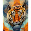 Školní set  Shelly Tiger II