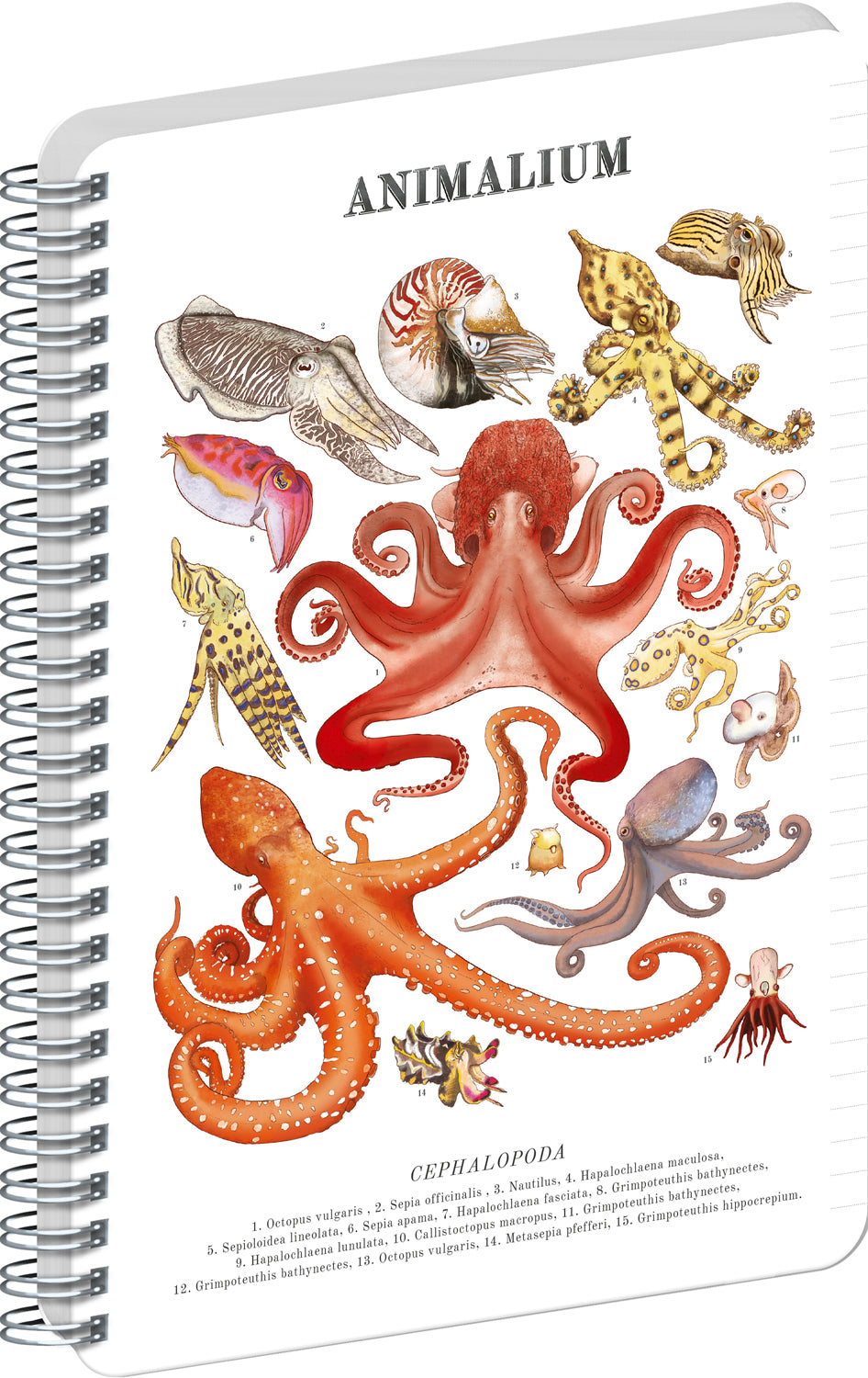 Spirálový blok Animalium – Hlavonožci, linkovaný, A4