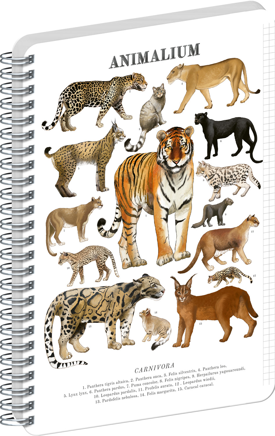 Spirálový blok Animalium – Kočkovité šelmy, čtverečkovaný, A4
