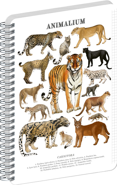 Spirálový blok Animalium – Kočkovité šelmy, čtverečkovaný, A4