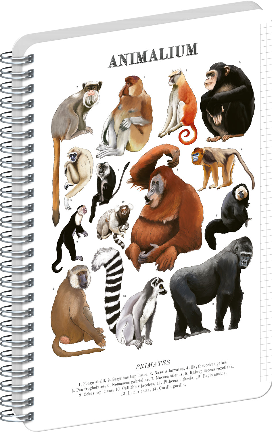 Spirálový blok Animalium – Primáti, čtverečkovaný, A5