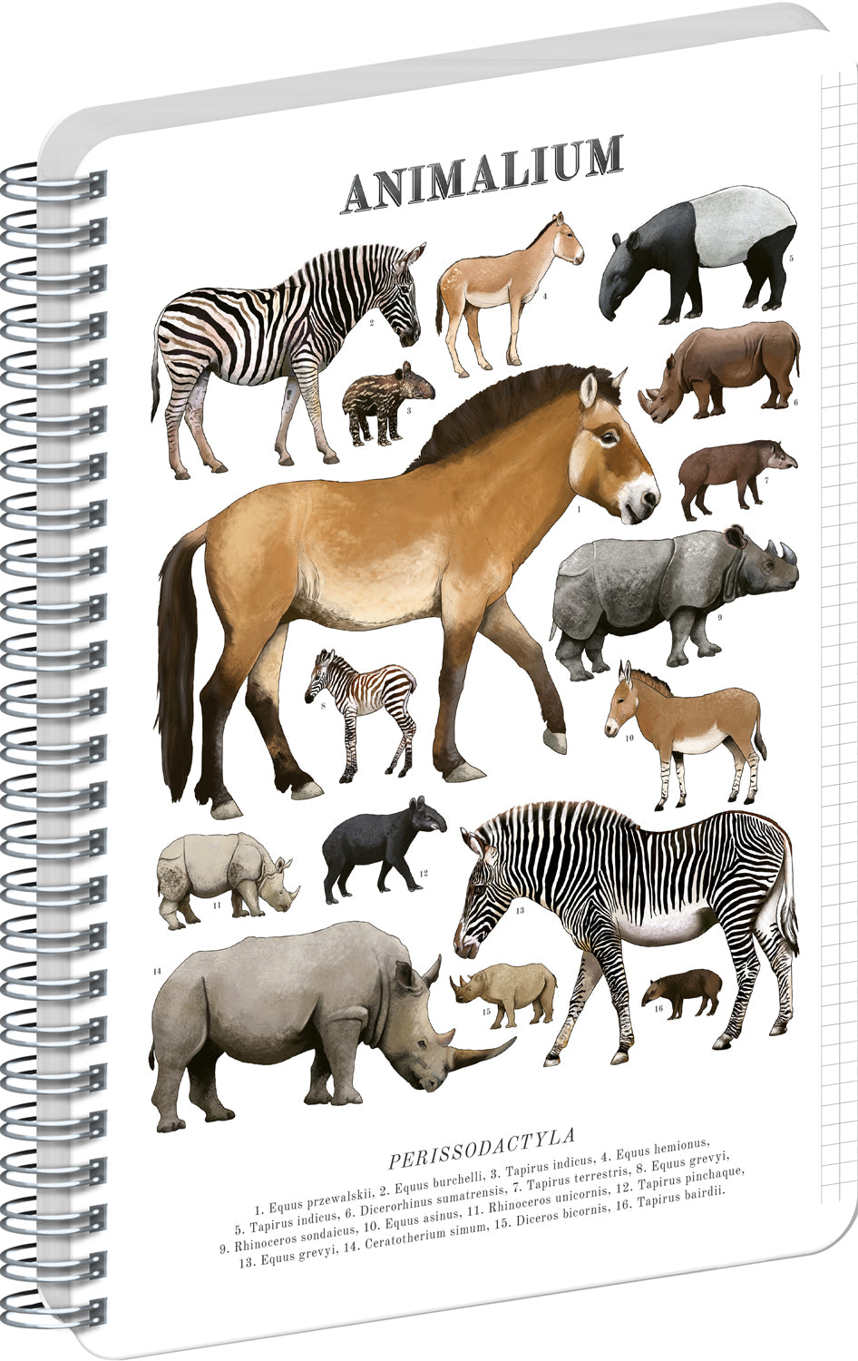 Spirálový blok Animalium – Lichokopytníci, čtverečkovaný, A4