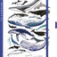 Planbook diář/notes Pod mořem  2027, 13 x 21 cm
