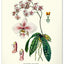 Nástěnný kalendář Vintage plakáty – herbář 2027, 33 x 46 cm