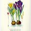 Nástěnný kalendář Vintage plakáty – herbář 2027, 33 x 46 cm