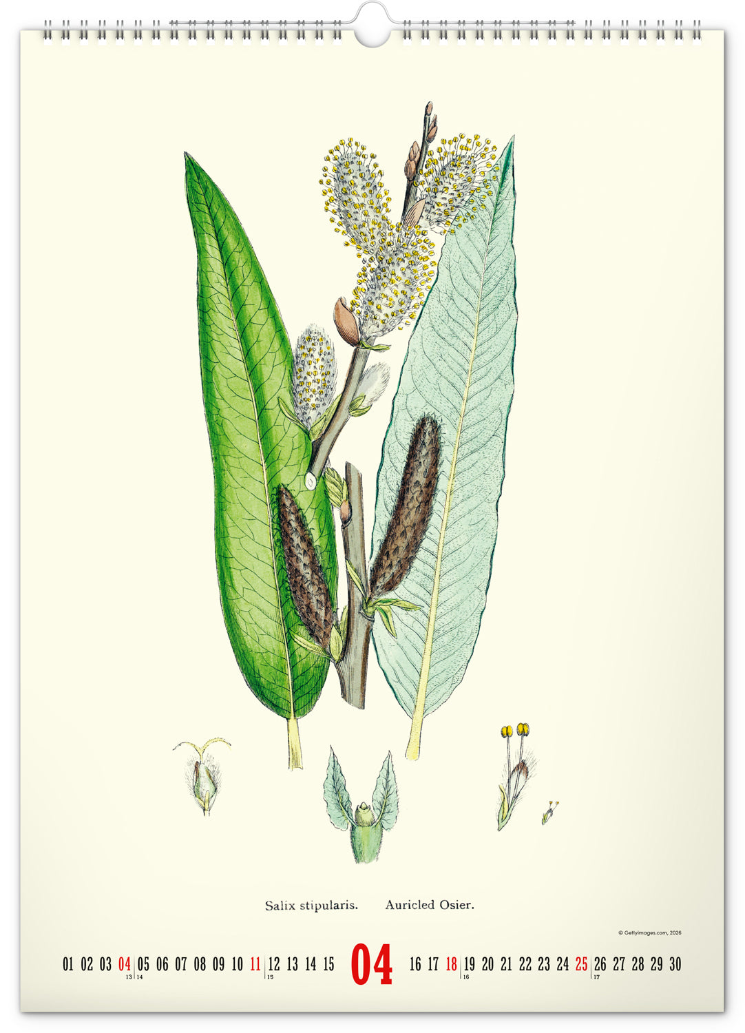 Nástěnný kalendář Vintage plakáty – herbář 2027, 33 x 46 cm