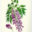 Nástěnný kalendář Vintage plakáty – herbář 2027, 33 x 46 cm