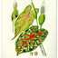 Nástěnný kalendář Vintage plakáty – herbář 2027, 33 x 46 cm