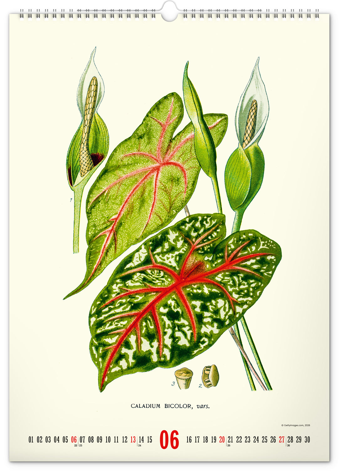 Nástěnný kalendář Vintage plakáty – herbář 2027, 33 x 46 cm