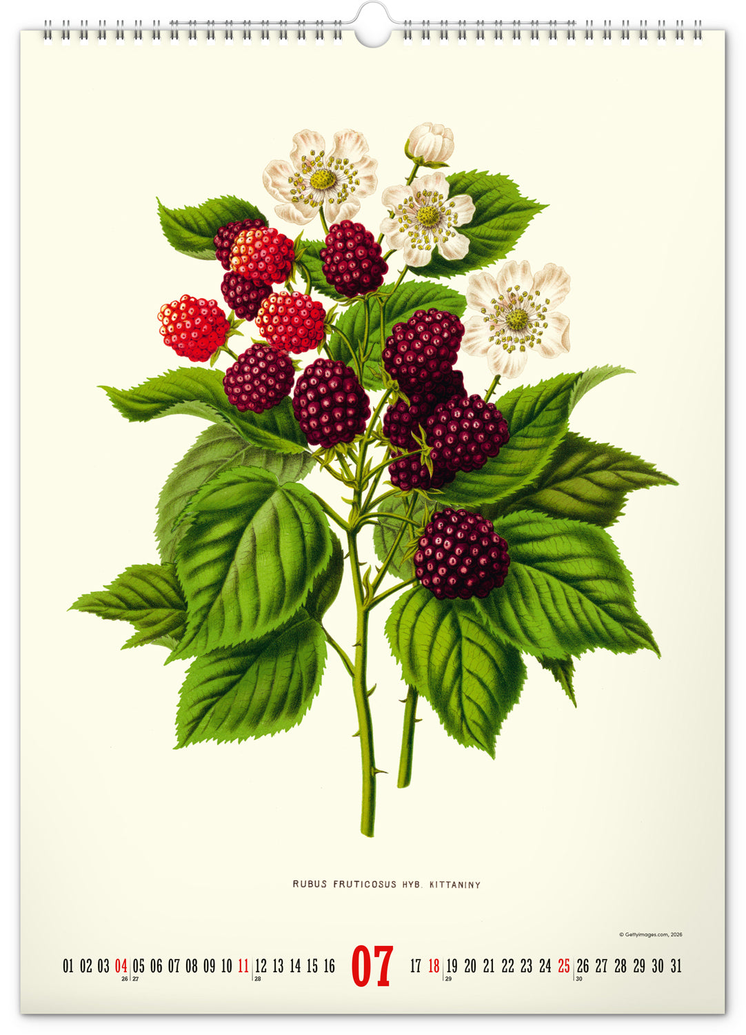 Nástěnný kalendář Vintage plakáty – herbář 2027, 33 x 46 cm