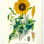 Nástěnný kalendář Vintage plakáty – herbář 2027, 33 x 46 cm