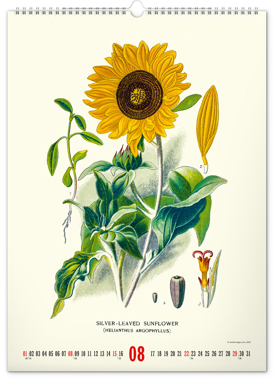 Nástěnný kalendář Vintage plakáty – herbář 2027, 33 x 46 cm