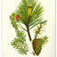 Nástěnný kalendář Vintage plakáty – herbář 2027, 33 x 46 cm