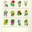 Nástěnný kalendář Vintage plakáty – herbář 2027, 33 x 46 cm