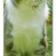 Nástěnný kalendář Kočky 2027, 12 x 48 cm