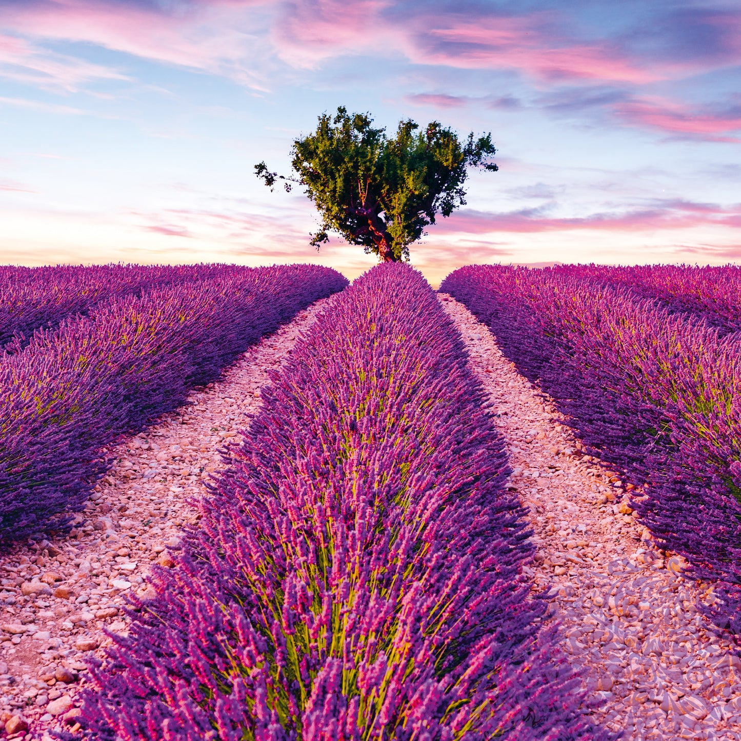 Poznámkový kalendář Provence 2025, voňavý, 30 × 30 cm