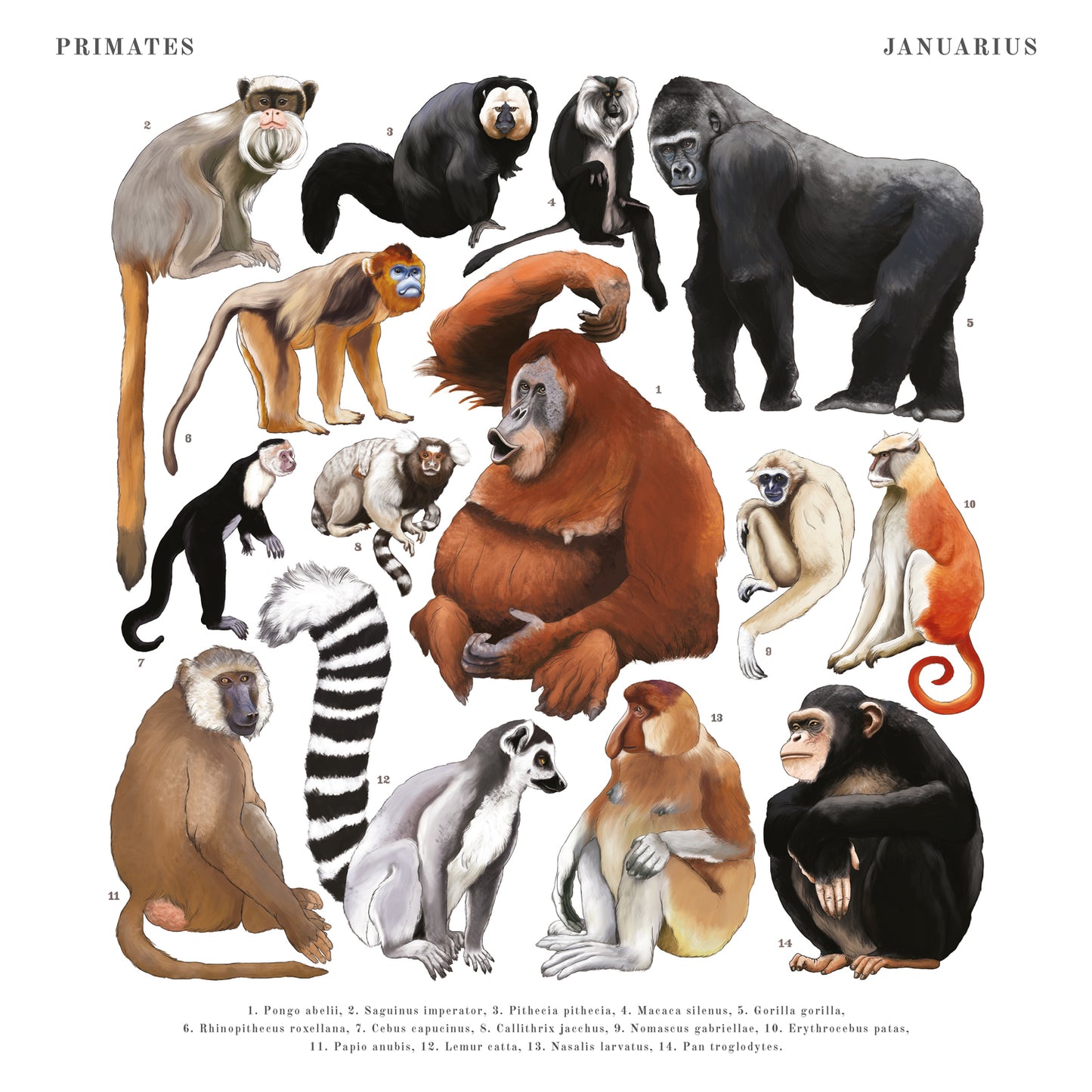 Poznámkový kalendář Animalium 2025, 30 × 30 cm