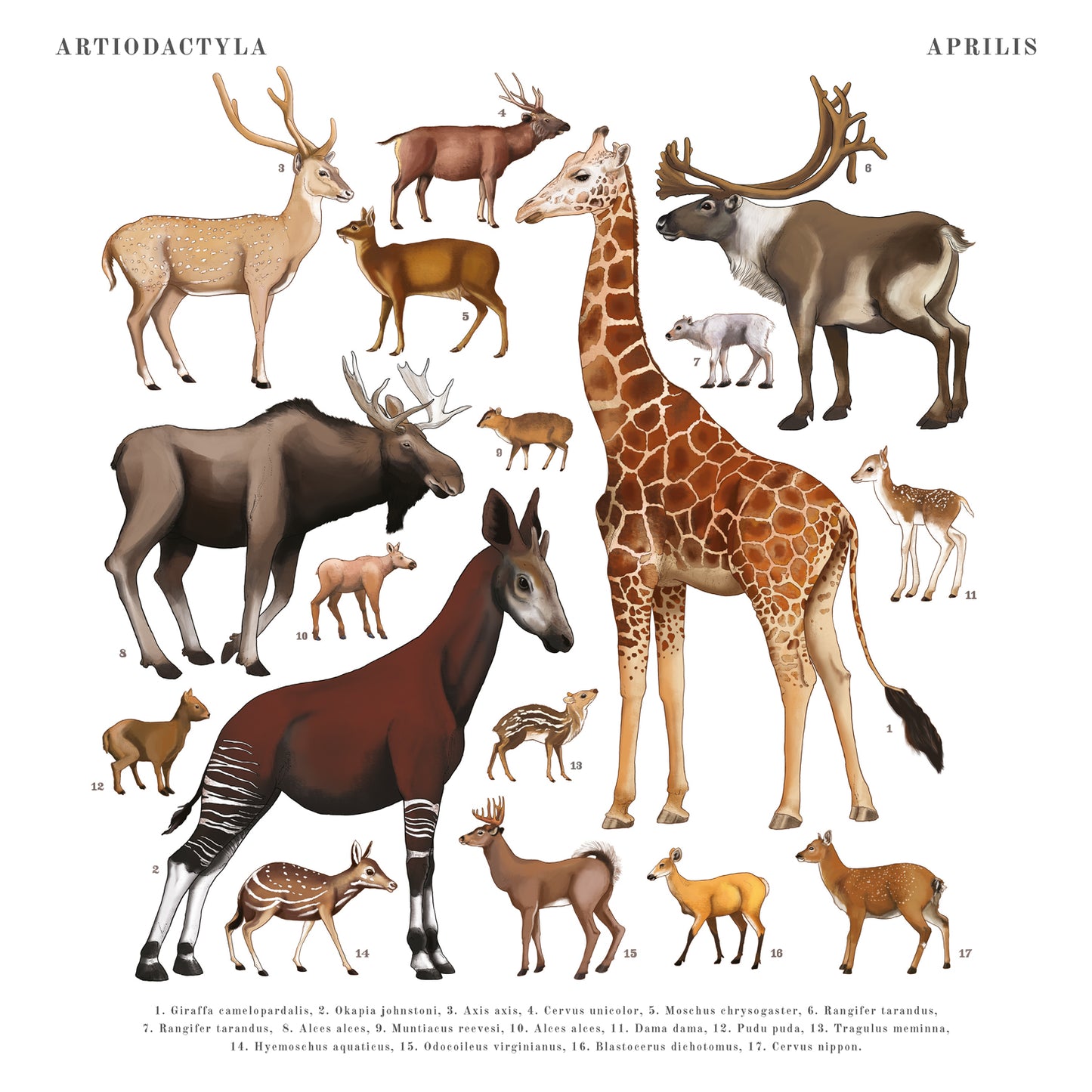 Poznámkový kalendář Animalium 2025, 30 × 30 cm