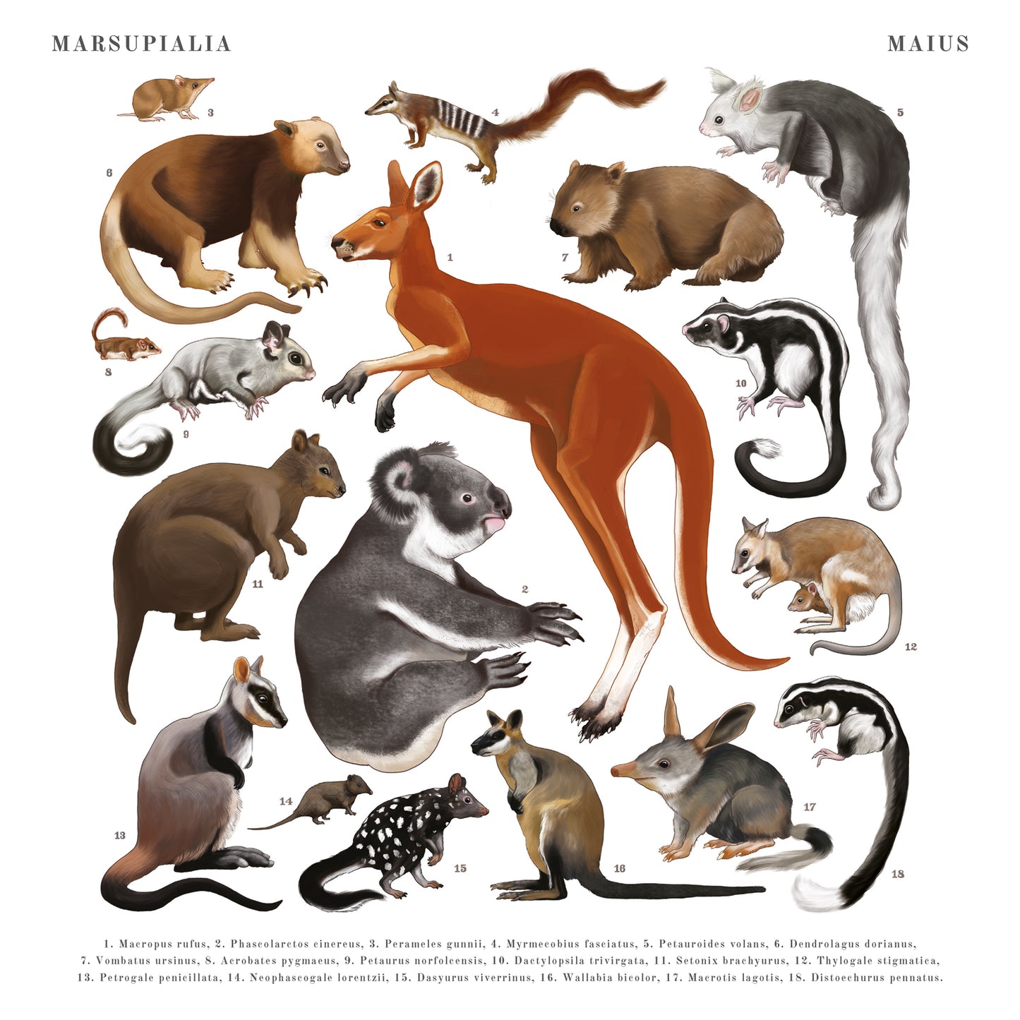 Poznámkový kalendář Animalium 2025, 30 × 30 cm