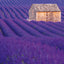 Poznámkový kalendář Provence 2026, 30 x 30 cm