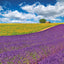 Poznámkový kalendář Provence 2026, 30 x 30 cm