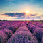 Poznámkový kalendář Provence 2026, 30 x 30 cm