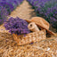 Poznámkový kalendář Provence 2026, 30 x 30 cm