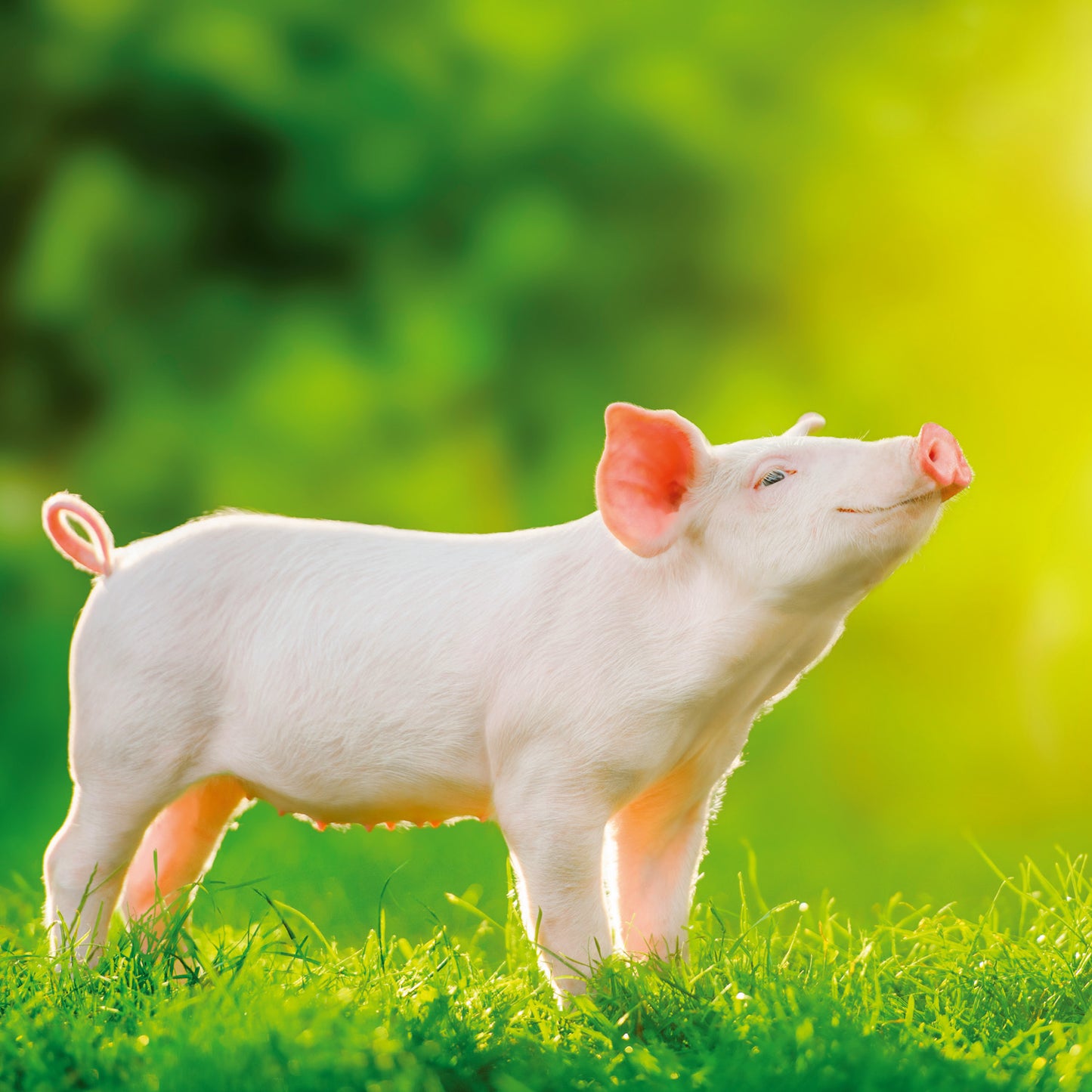 Poznámkový kalendář Úsměv, prosím 2026, 30 x 30 cm