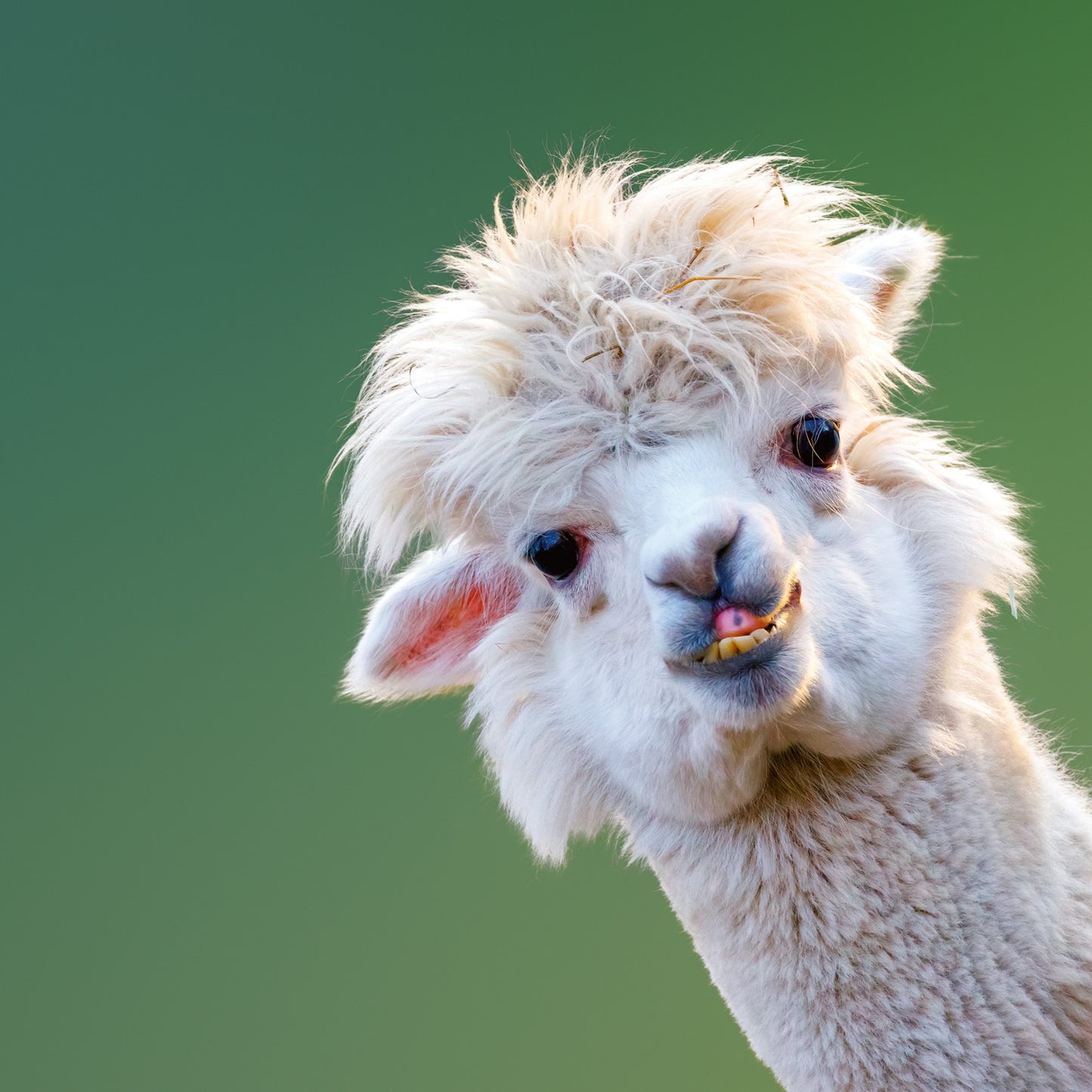 Poznámkový kalendář Úsměv, prosím 2026, 30 x 30 cm