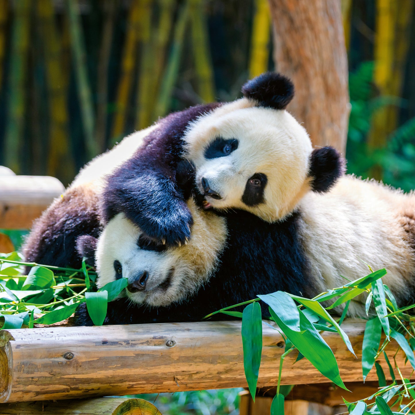 Poznámkový kalendář Pandy 2026, 30 x 30 cm