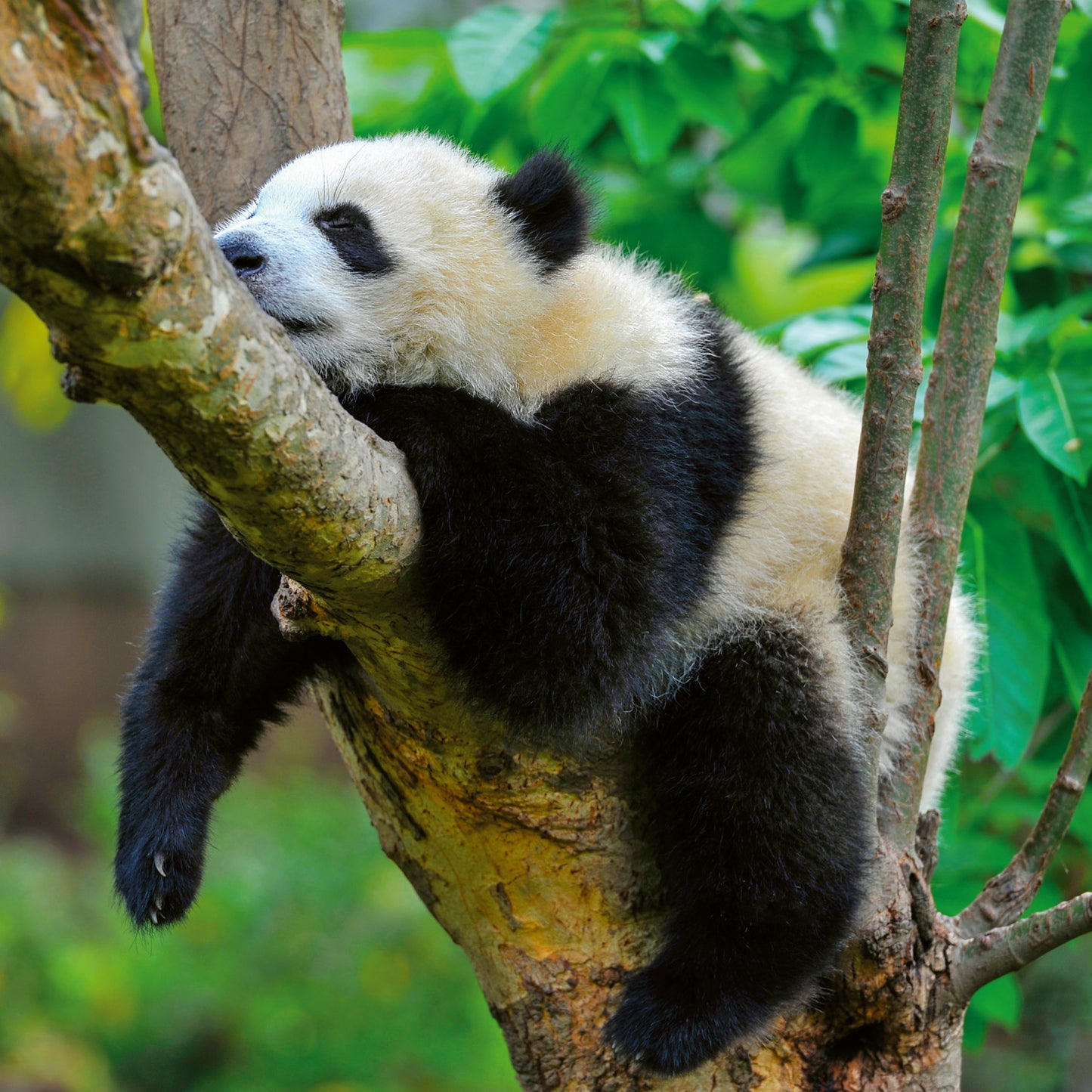 Poznámkový kalendář Pandy 2026, 30 x 30 cm