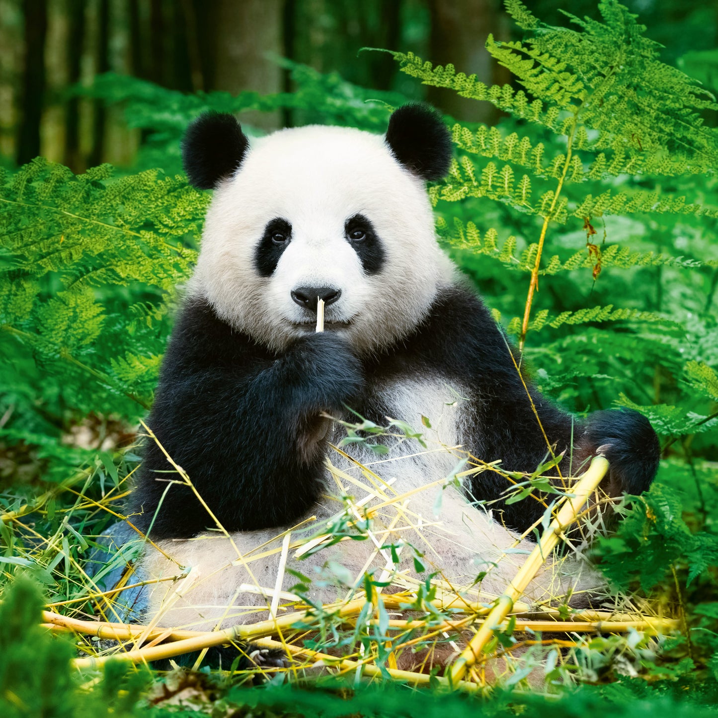 Poznámkový kalendář Pandy 2026, 30 x 30 cm