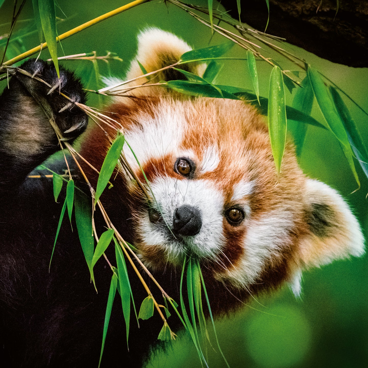 Poznámkový kalendář Pandy 2026, 30 x 30 cm