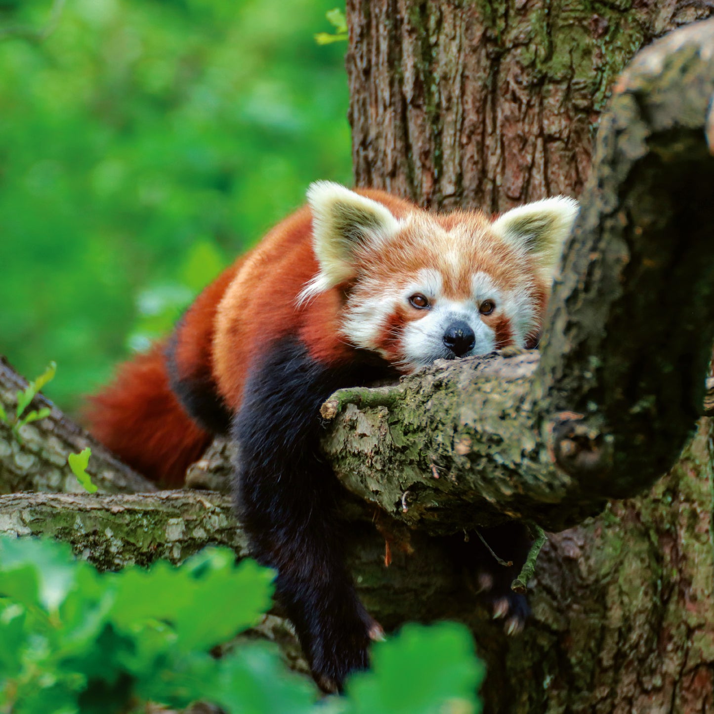 Poznámkový kalendář Pandy 2026, 30 x 30 cm