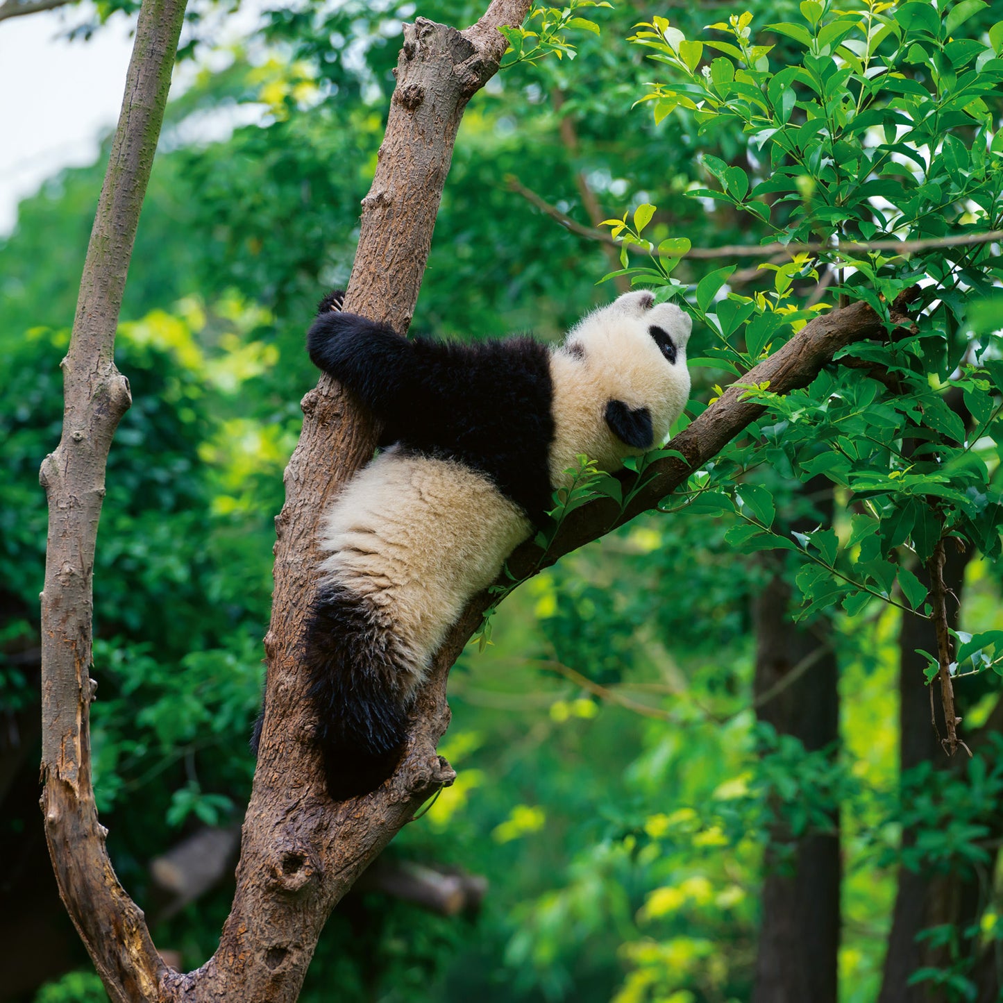 Poznámkový kalendář Pandy 2026, 30 x 30 cm