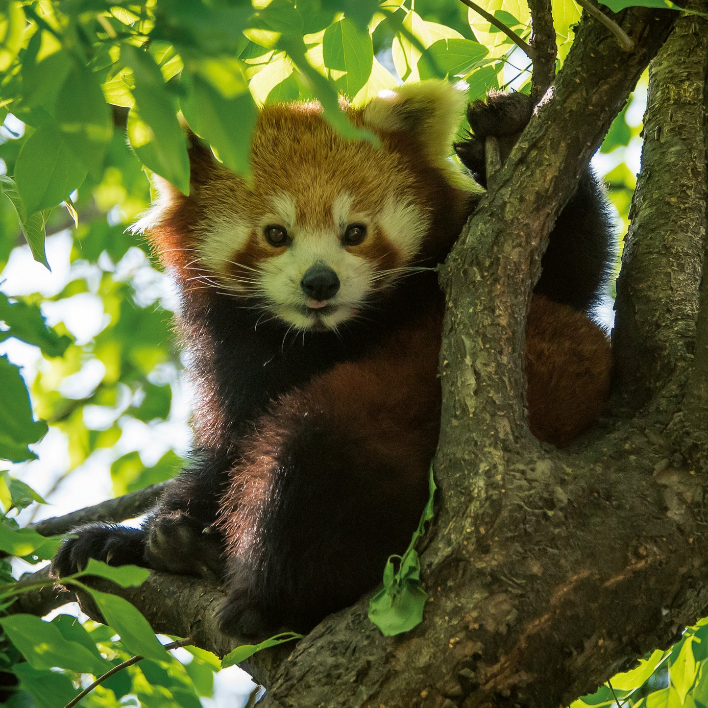 Poznámkový kalendář Pandy 2026, 30 x 30 cm