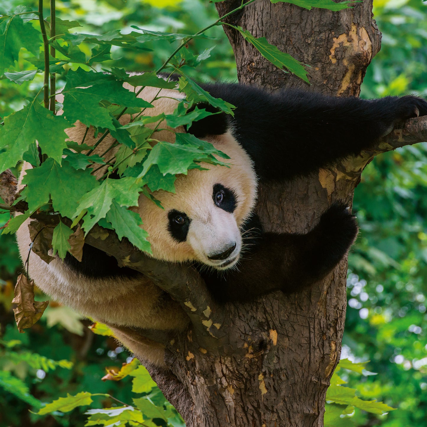 Poznámkový kalendář Pandy 2026, 30 x 30 cm