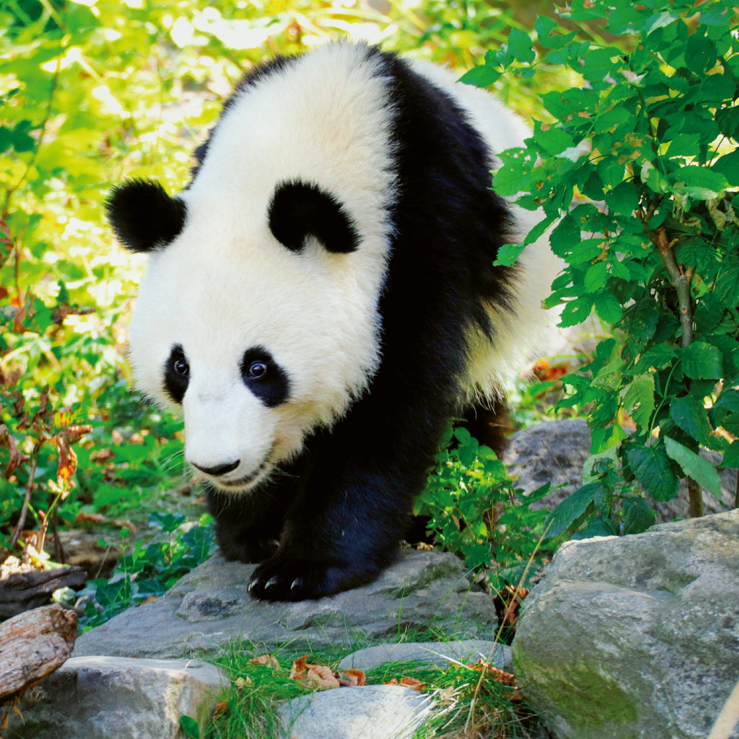 Poznámkový kalendář Pandy 2026, 30 x 30 cm