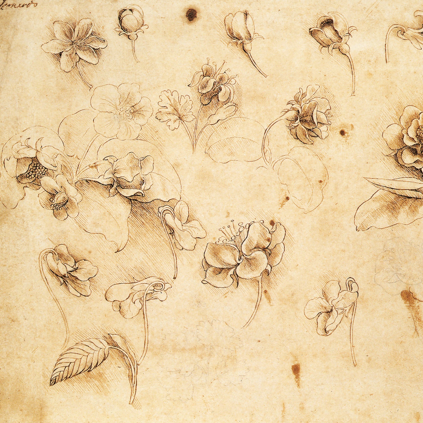 Poznámkový kalendář Leonardo da Vinci 2026, 30 x 30 cm