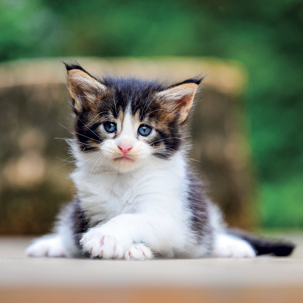 Poznámkový kalendář Koťata 2027, 30 x 30 cm