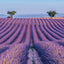 Poznámkový kalendář Provence 2027, 30 x 30 cm